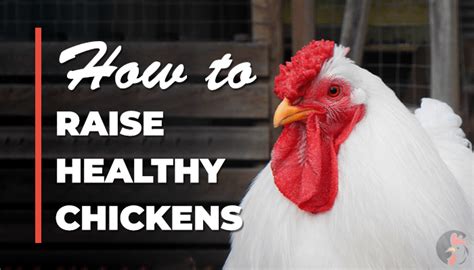 How To Raise Healthy Chickens In Few Steps Healthy Chicken Chickens