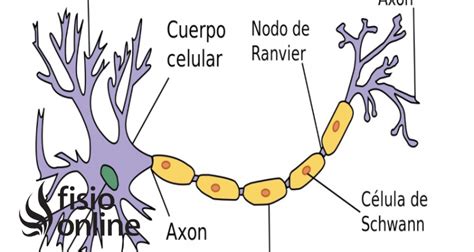 Neurona Qué Es Tipos Dónde Se Encuentran Cómo Se Forman Función E