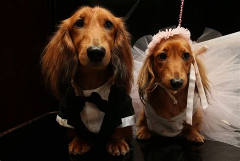 Funny Marriage Animal Couples Funny World