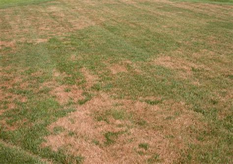 Brown Patch Disease On Your Lawn Lawn Care Tips Weed Man