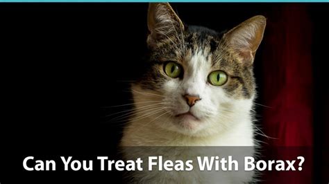 How Does Borax Kill Fleas In Carpets Review Home Co
