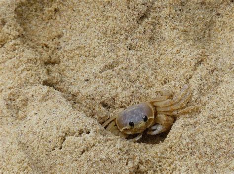 Crab Digging A Hole In The Beach Sand Stock Photo Image Of Buzios Wood