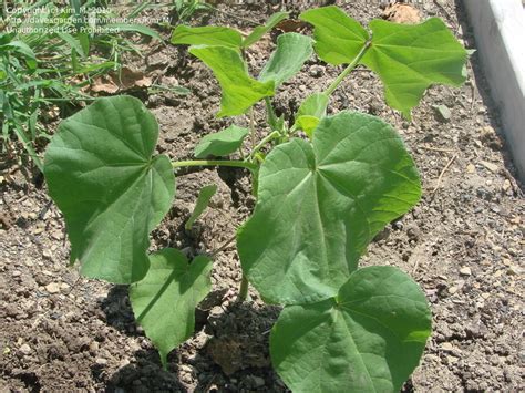 In this part of the site, you can identify trees, shrubs or perennials by the shape or color of their leaves. Plant Identification: CLOSED: Recognize This? Tree ...