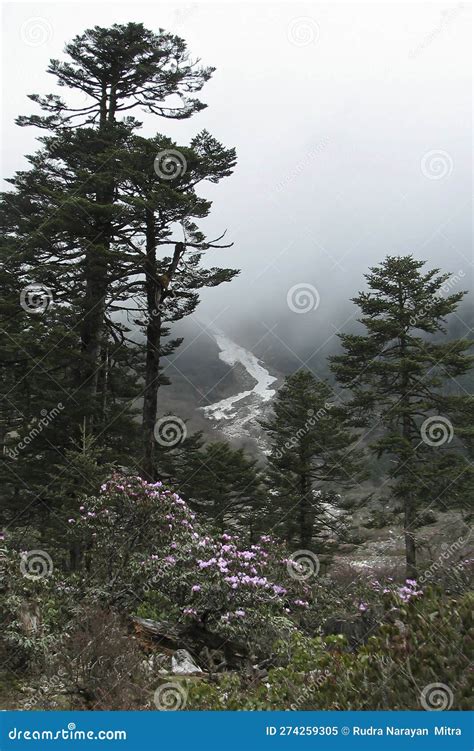 Yumthang Valley Or Sikkim Valley Of Flowers Sanctuary Himalayan