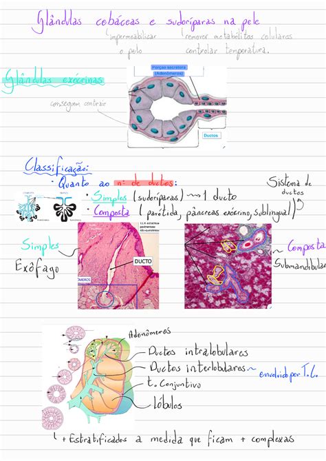 06 Tecido Epitelial Glandular Citologia E Histologia