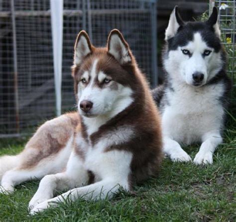Well you're in luck, because here they come. Catherine Bruce on Twitter: "My two baby's Siberian husky ...