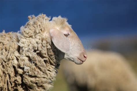 Portrait Of Funny Face White Sheep Stock Photo Image Of Fluffy Sheep