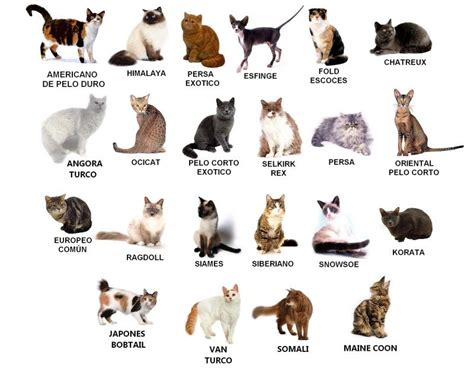 cuantas razas de gatos existen y cuales son combi