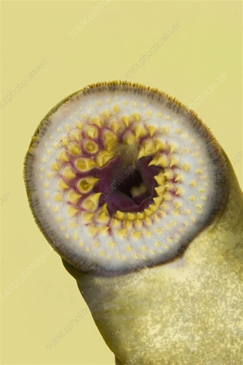 Lamprey Mouth Stock Image C0059292 Science Photo Library