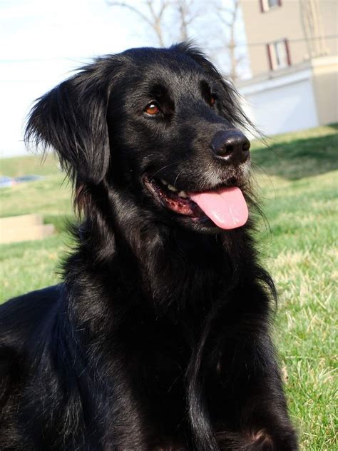 Pin By Emily Anderson On Cute Flat Coated Retriever Spaniel Dog