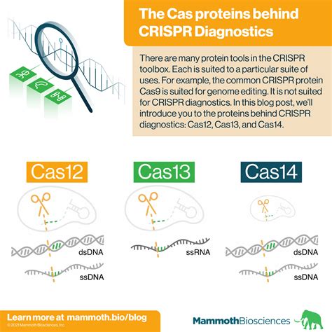 The Cas Proteins Behind Crispr Diagnostics Mammoth Biosciences