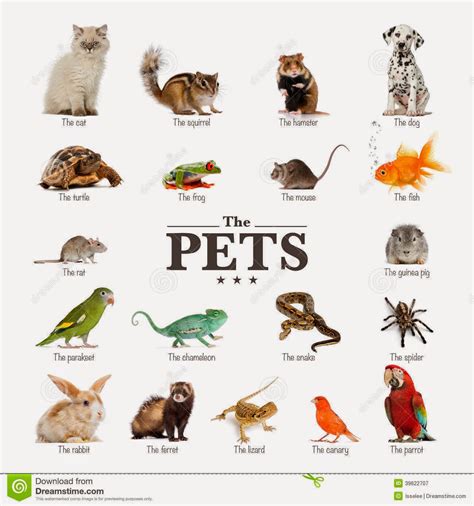 ¿nombres De Animales En Inglés Con Imágenes Material Para Maestros