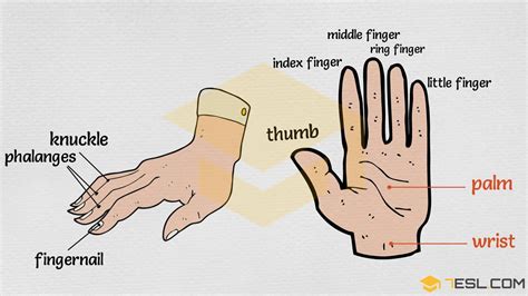 Parts Of Hand Palm Anatomy