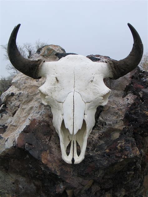 Bison Skull Durham Bison Ranch Bison Skull Skull Reference Skull Art