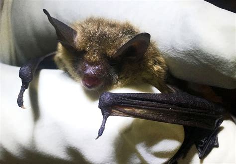 Going To Bat For The Bat Fuzzy Ally That Keeps Pest Population Under