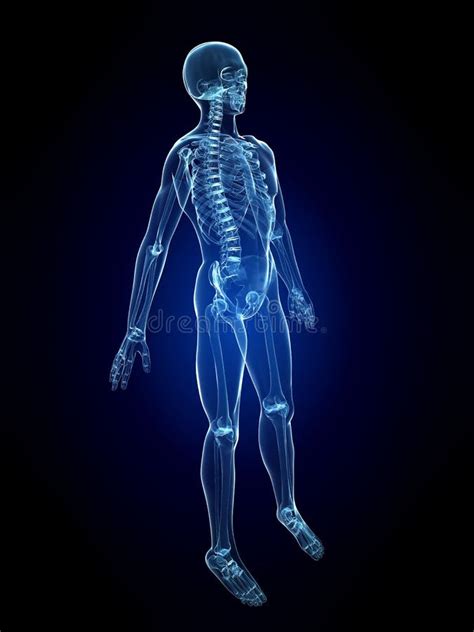 X Ray Human Skeleton Stock Illustration Illustration Of Biological