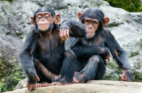 Chimpanzees Synchronize Their Steps When Walking Together