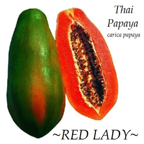 Polynesian Produce Stand Red Lady Dwarf Thai Papaya Short Tree Red