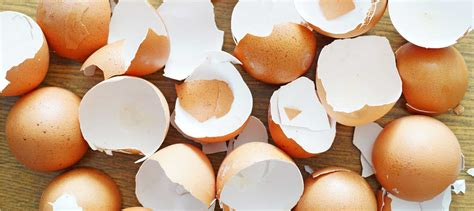 Eggshell Membrane Benefits Joint Health Dr Williams