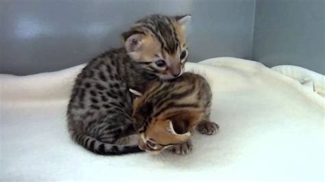 Cutest Bengal Kittens Ever Youtube