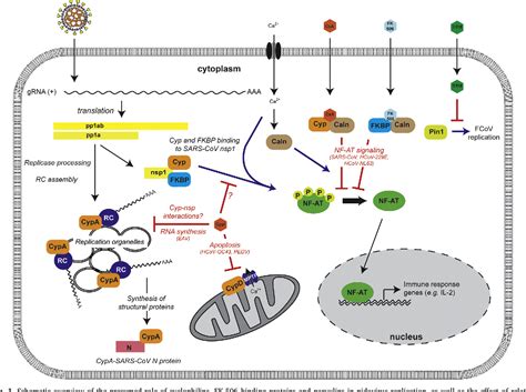 Figure 1 From Cyclophilins And Cyclophilin Inhibitors In Nidovirus