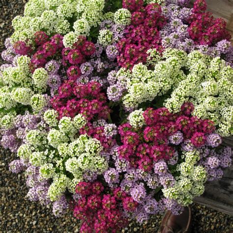 Alyssum Wonderland Cotton Candy A Leading Supplier Of Vegetable Seeds