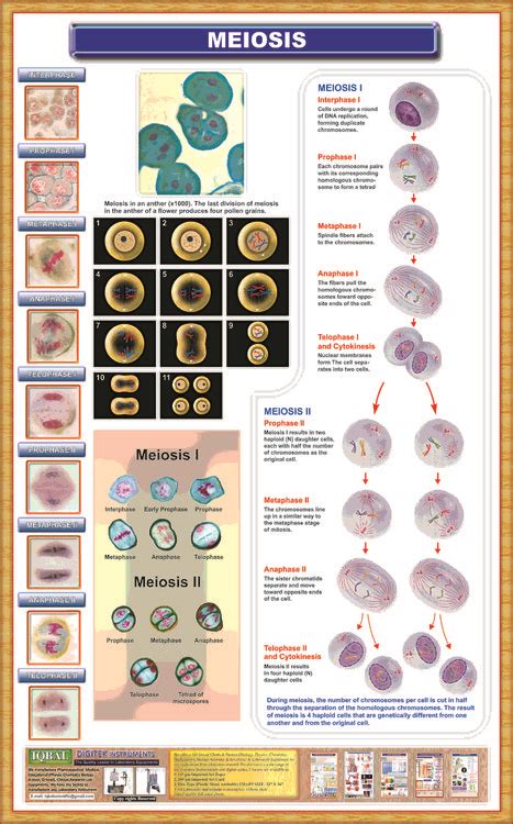 Meiosis Iqbal Scientific Store