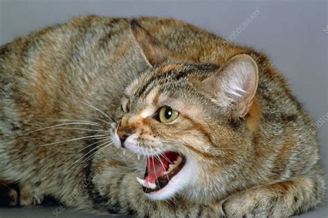cat hissing stock image f032 0440 science photo library