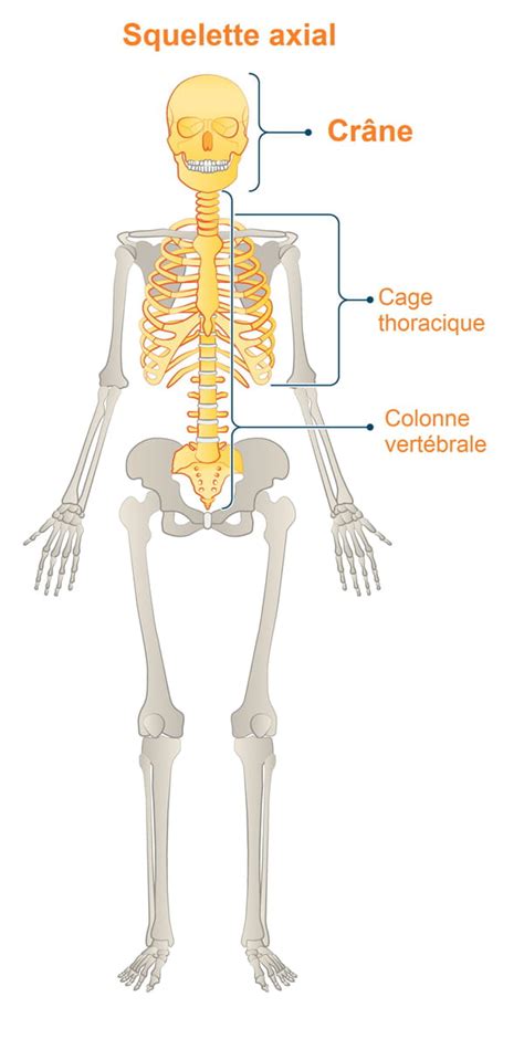 Squelette Axial Définition Rôle Schéma