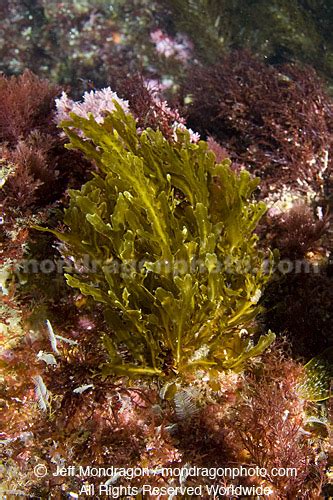 Brown Algae Seaweed Photos Dictyopteris Undulata San Benito Island