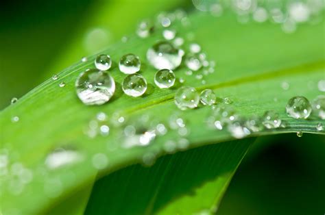 무료 이미지 자연 하락 사진술 비 꽃잎 빗방울 젖은 명확한 녹색 편하게 하다 열렬한 정원 건강한 닫기