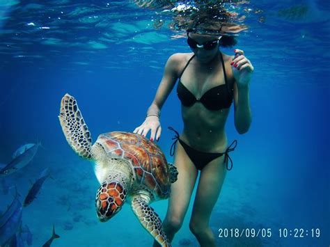 barbados snorkeling tours holetown 2020 all you need to know before you go with photos