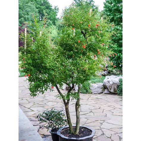 Dwarf Pomegranate Trees For Sale Spring Hill