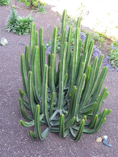 Filetall Thin Growing Cacti 2 Wikimedia Commons Planting