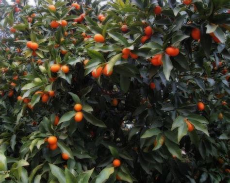Kumquat Tree With Dark Orange Fruits Hi Res 1080p Hd