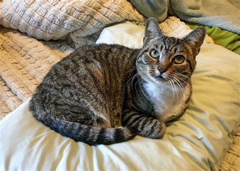 tabby cat facts  pictures cat breed selector