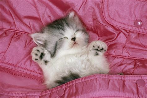 Sleeping Cute Cat Wallpaper Animal