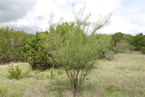 Retama—a Nice Sun Lover Native Plant Society Of Texas