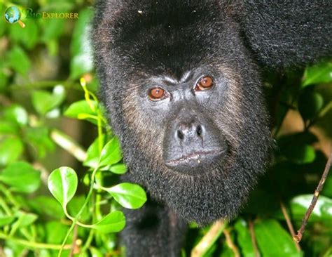 Yucatan Black Howler Characteristics | Alouatta pigra Facts | BioExplorer