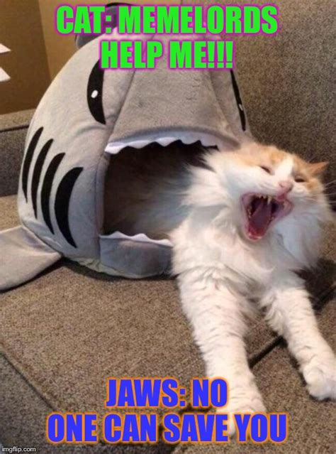 Jaws The Cat Imgflip