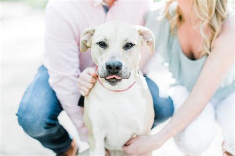 We provide a place where dogs in need can find sanctuary, shelter, and rehabilitation with the ultimate goal of being adopted by a loving family. Angels Among Us Pet Rescue, Inc. Reviews and Ratings ...