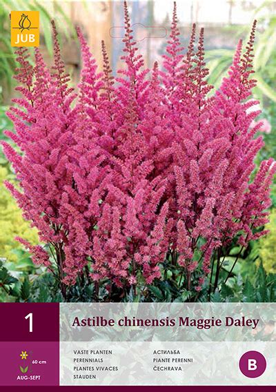 Spiraea Astilbe Lilac For Sale Buy Online For Only £ 299