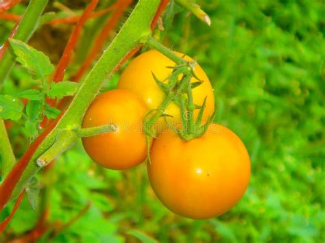 Fresh Orange Tomatoes Stock Photo Image Of Food Bloom 61851542