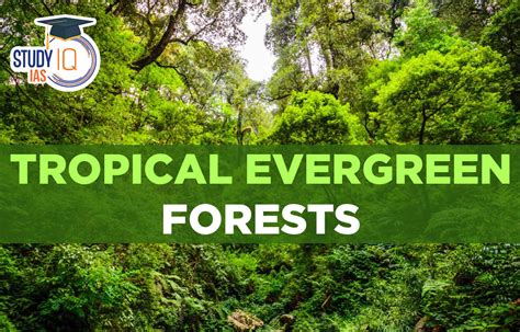 Tropical Evergreen Forests In India Map Types Characteristics