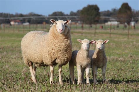 White Suffolk Sheep And Poll Dorset Sheep For Sale Nsw Vic
