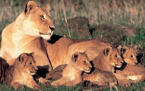 los leones reproduccion de los leones