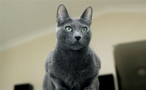 Russian Blue Cats - Burke's Backyard
