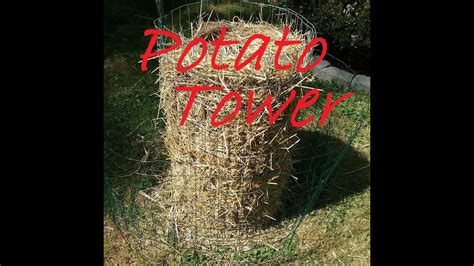 1 Best Way To Build A Potato Tower How To Grow Potatoes Youtube