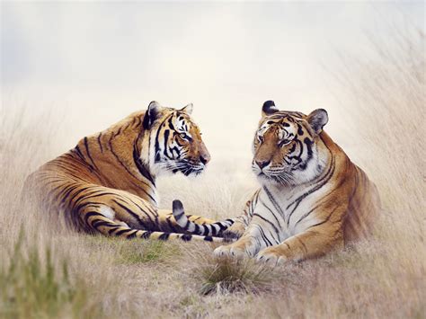 Tigres De Savane Animaux Fond Décran Aperçu