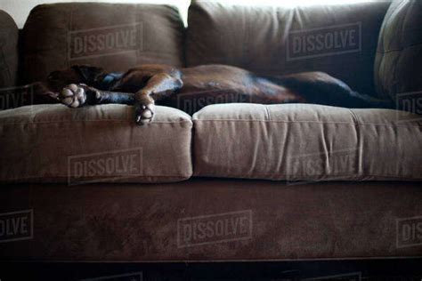 Dog Lying On Sofa Stock Photo Dissolve